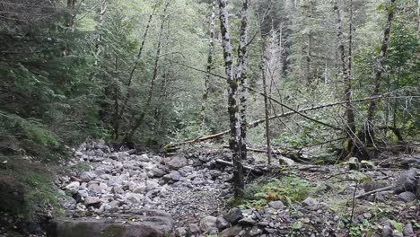 rock bed deep in the forest, pan, day, trees in background.