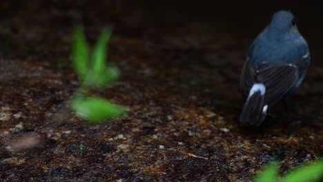 this female plumbeous redstart is not as colourful as the male but sure it is so fluffy as a ball of a cute bird