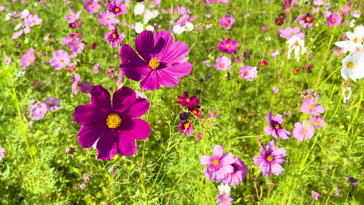 바람에 흔들리는 다채로운 우주 꽃