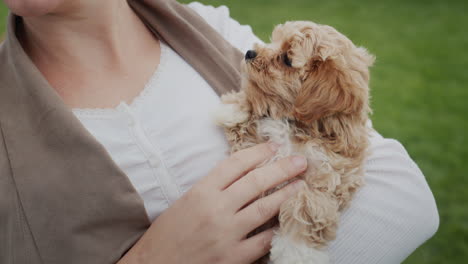 woman holding a small maltipoo puppy in her arms