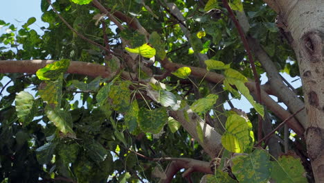 looking up trees swaying in the wind with blue sky