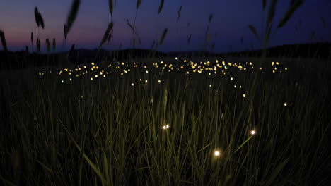 glowing lights in a grass field at dusk
