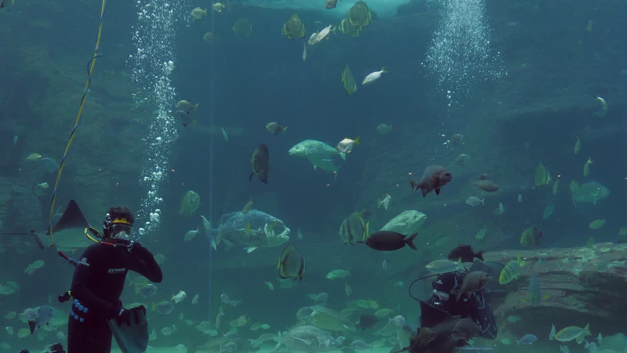 Two divers in huge aquarium tank feed hundreds of fish
