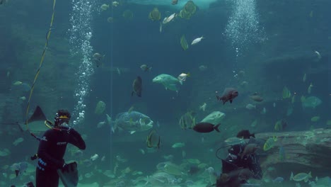 two divers in huge aquarium tank feed hundreds of fish