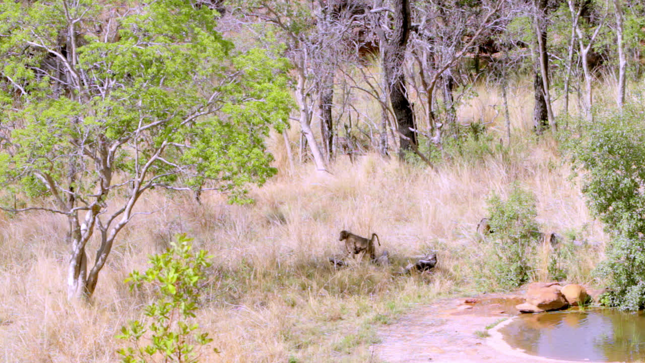 Mother baboon walks trough the South African Bush with a baby hanging on her belly underneath her.
