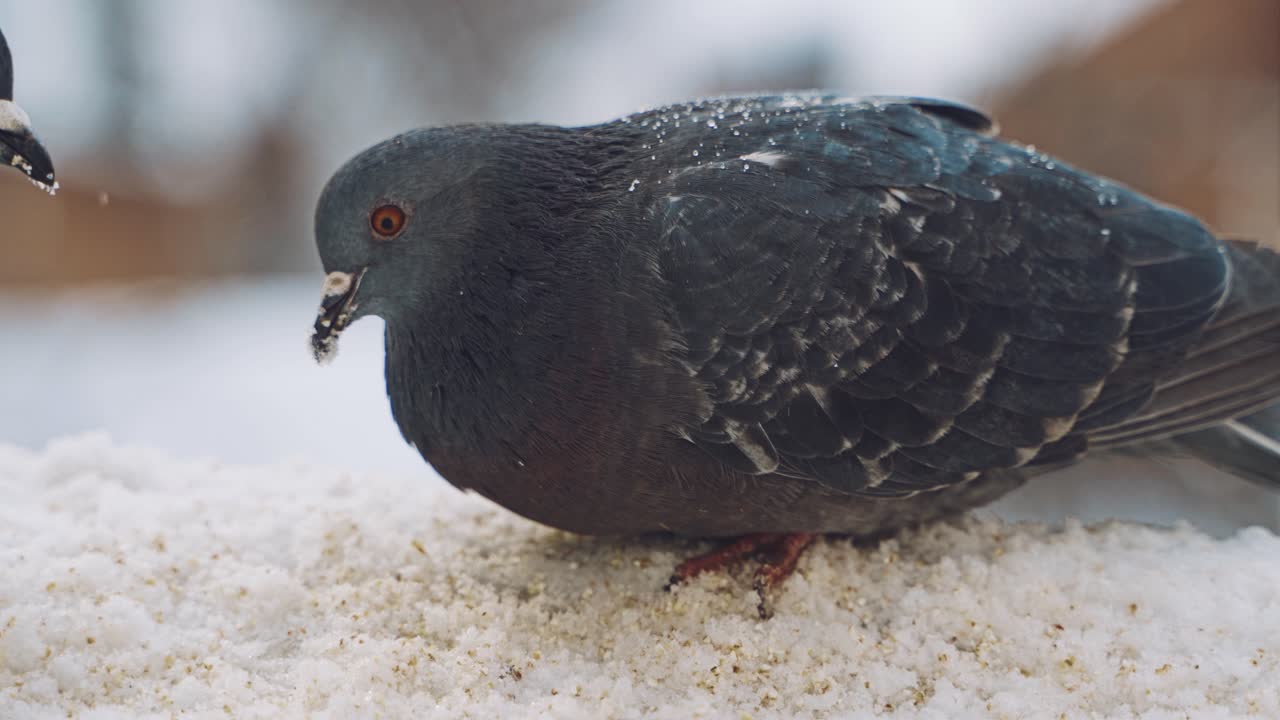 Dove eating food. Gray pigeon dove sit on the snow on cold frosty day in winter.