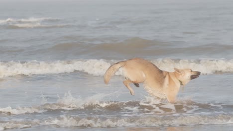 Hermoso-Perro-Pastor-Alemán-Alsaciano-Corriendo-En-Las-Olas-Del-Mar-A-Cámara-Lenta