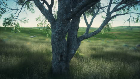 big tree on the african savanna in serengeti national park of tanzania