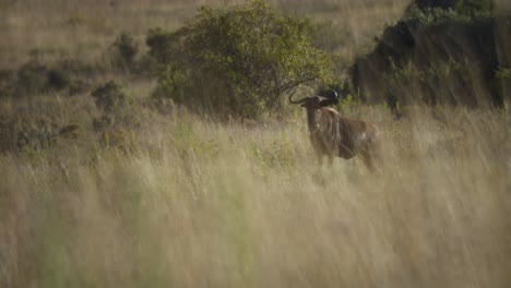 Nahaufnahme-In-Gnus-Einblenden-Ausblenden-Zeitlupe-4k