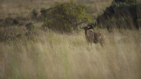 primer plano se desvanecen en ñus se desvanecen a cámara lenta 4k
