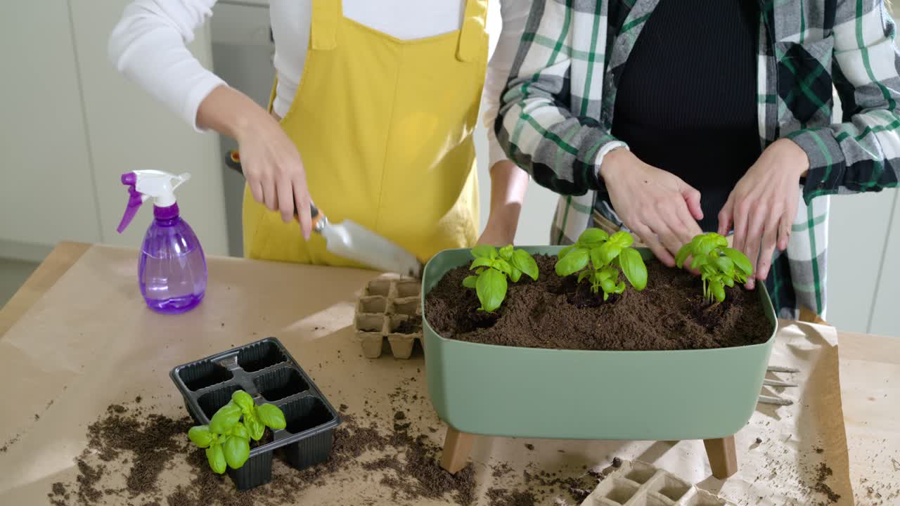 Diverse women with green planter and seedling tray, potting basil at kitchen table for herb garden