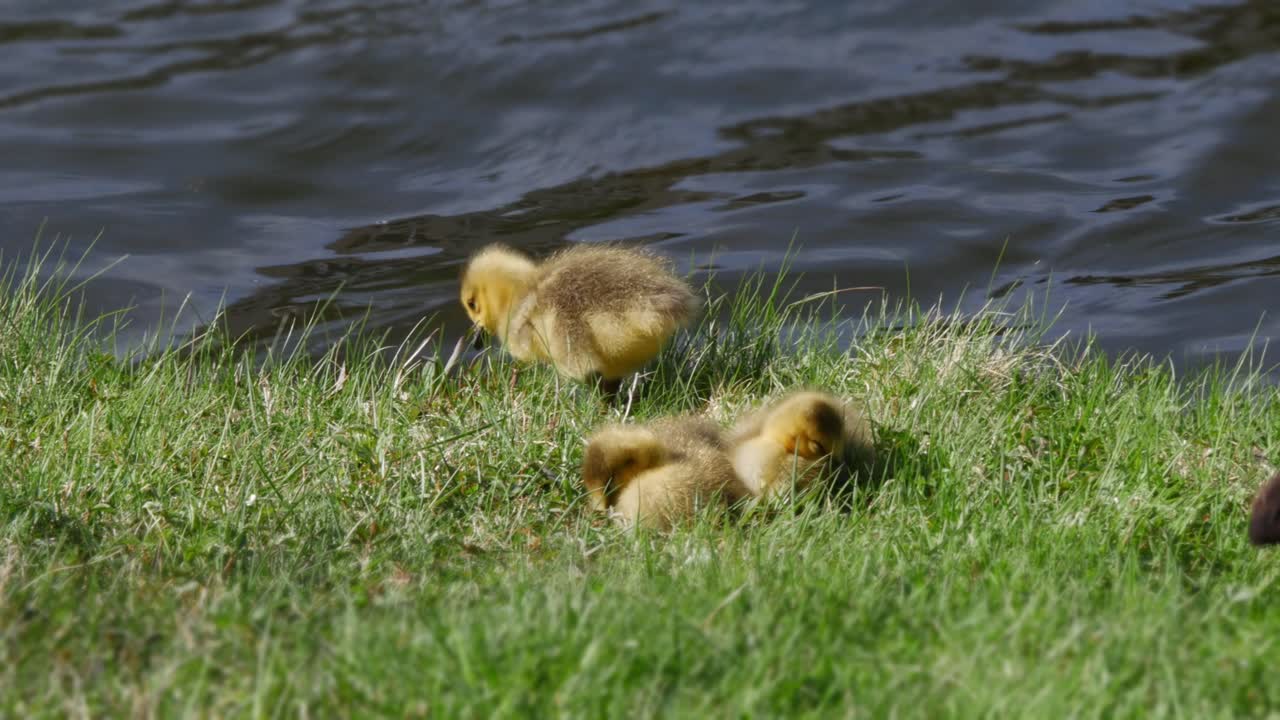 una toma cercana de pichones mientras se alimentan en la hierba cerca del borde de un estanque que fluye