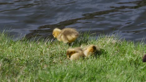 a close shot of goslings as they feed in grass near the edge of a flowing pond