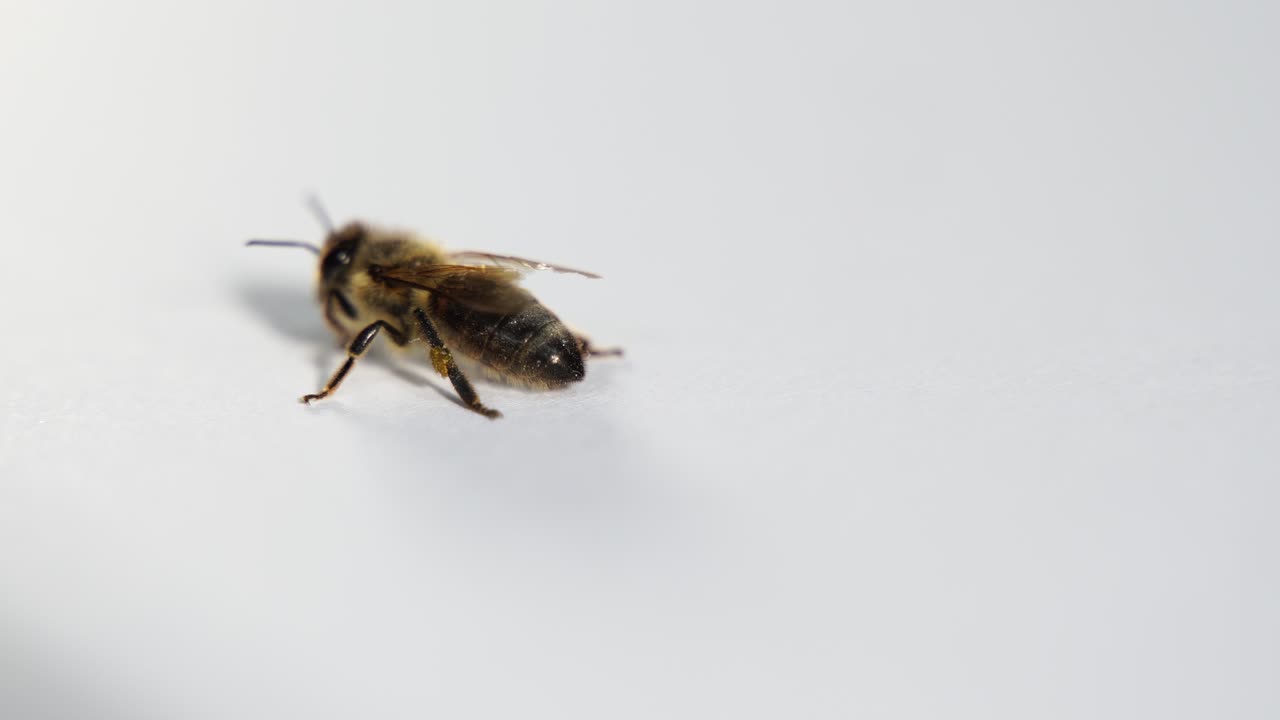 Honey bee macro details shot, insect moving on white background