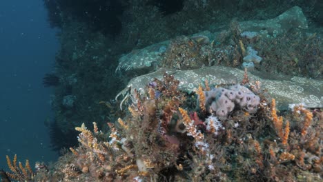 two large sharks resting on a underwater man-made undersea infrastructure covered in soft coral and marine plants