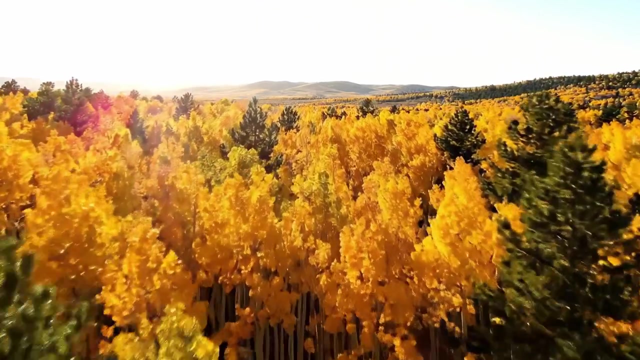Breathtaking Aerial View of Vibrant Autumn Forest: A Mesmerizing Landscape Filled with Golden and Green Trees Under a Bright Sunlight