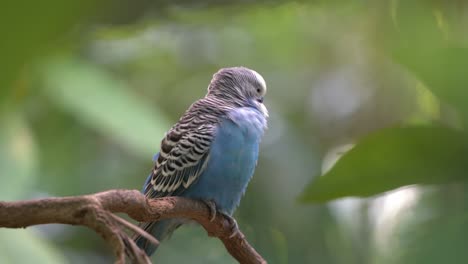 Beautiful-budgerigar,-melopsittacus-undulatus-with-vibrant-blue-plumage,-perching-on-tree-branch,-preening-and-grooming-its-feathers-in-green-forest-environment,-bird-sanctuary-wildlife-park