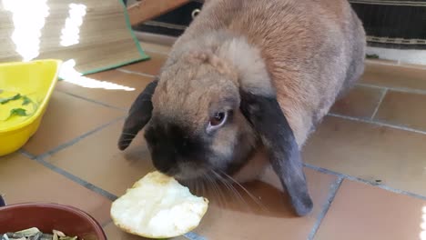 el conejo comiendo manzana