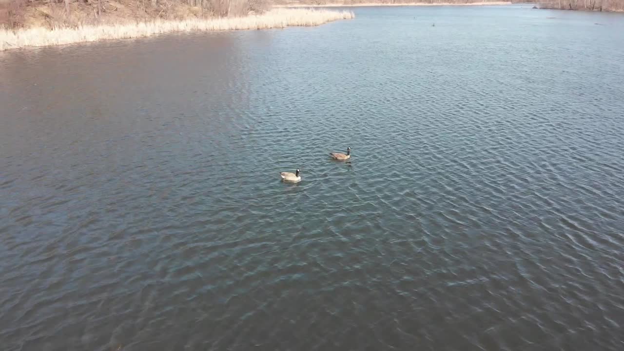 Geese on a Calm Lake