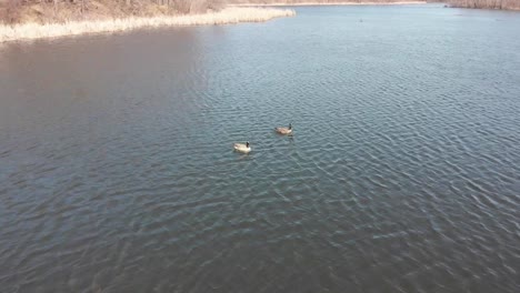 geese on a calm lake