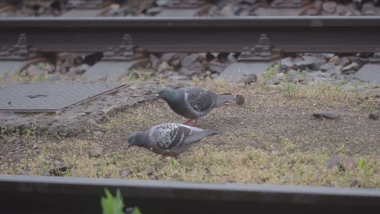 Pigeons searching for food on train tracks. Czech Republic