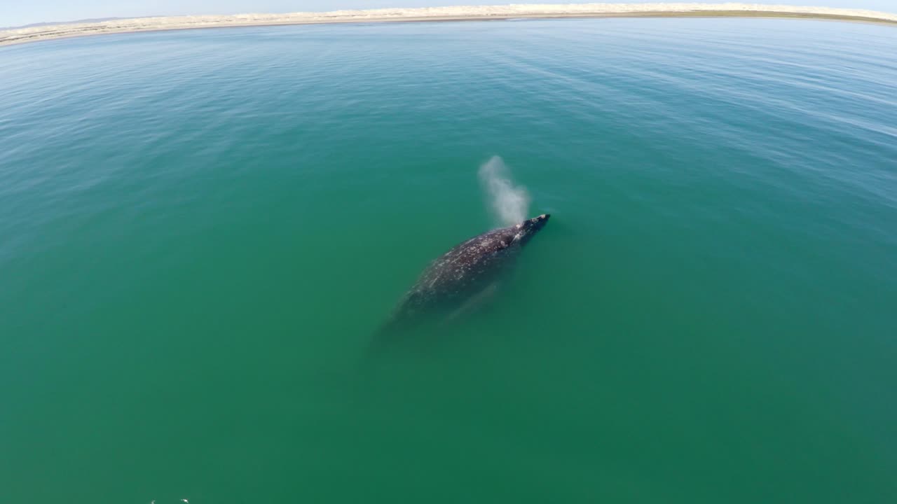 toma aérea de una ballena gris con su cría en la laguna ojo de liebre, reserva de la biosfera de el vizcaino, baja california sur