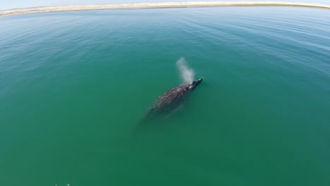 Toma-Aérea-De-Una-Ballena-Gris-Con-Su-Cría-En-La-Laguna-Ojo-De-Liebre,-Reserva-De-La-Biosfera-De-El-Vizcaino,-Baja-California-Sur