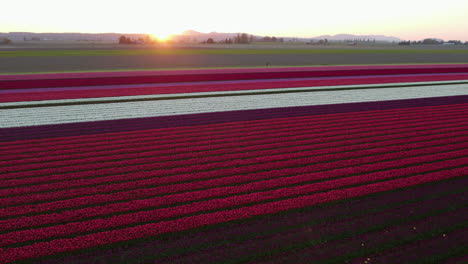 aerial low flyover of lines of colorful tulip flower plants, spring sunset