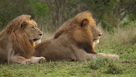 two attentive male african lions look right on breezy savanna day