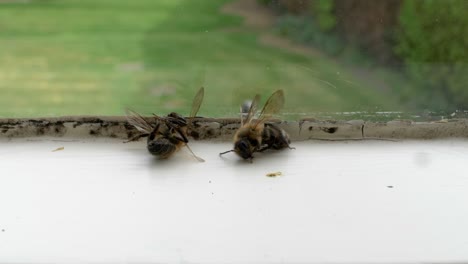 slider parallax of two dead wasps resting by windowsill