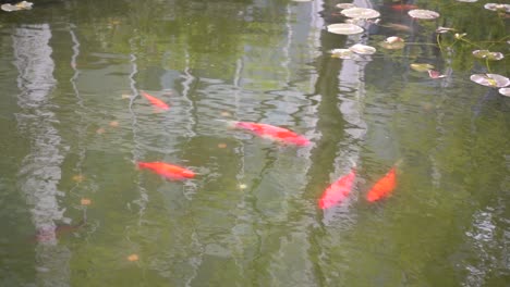 peces rojos en una fuente