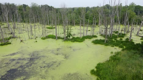 pantano con agua cubierta de algas, cerca de ann arbor, michigan, estados unidos