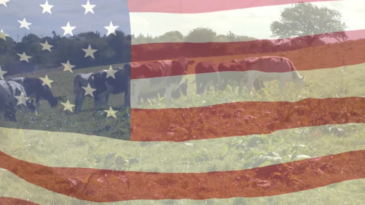 Animazione della bandiera americana che sventola sul bestiame al pascolo in un campo