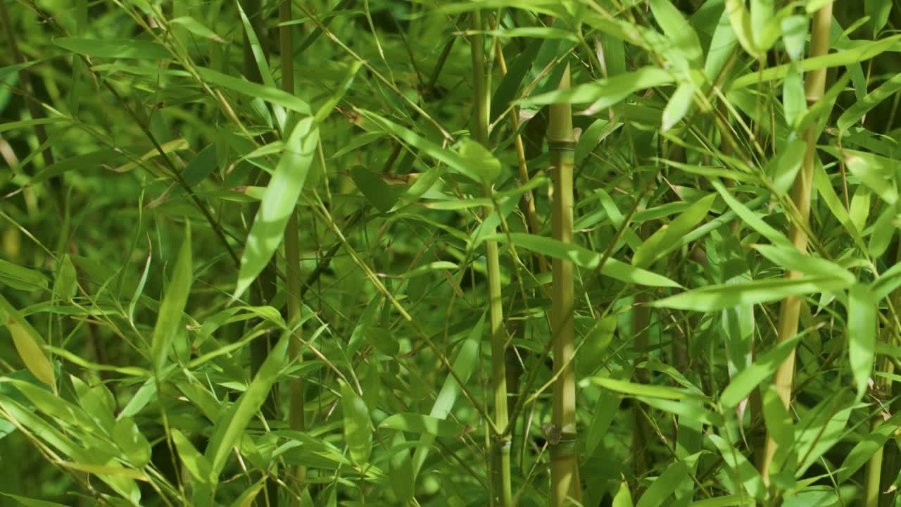 Close-up of vibrant bamboo leaves swaying gently in natural daylight, subtle camera movement