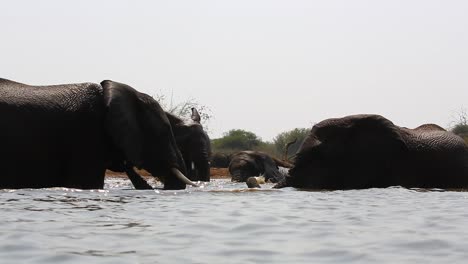 water level view of african elephants playing at, and in, the water