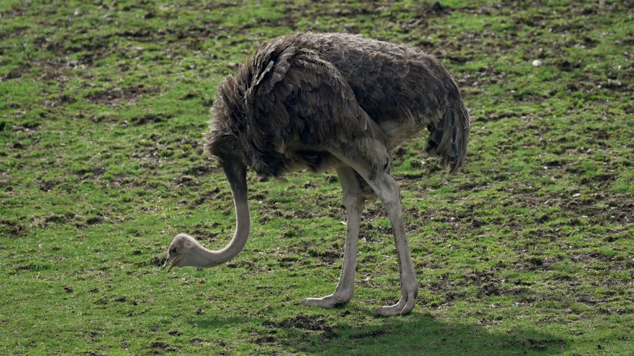 Emù che becca il cibo nel recinto dello zoo con erba