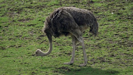 emu bird pecking food on zoo ground with grass