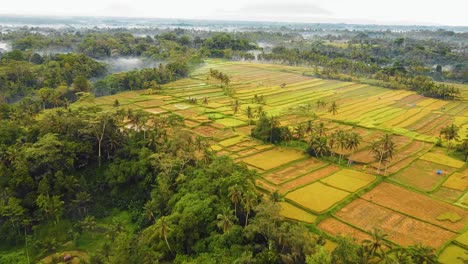 beautiful cinematic ubud, bali drone footage with exotic rice terrace, small farms and agroforestry plantation