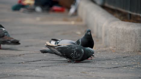 flock of domestic pigeons pecking food on the pavement of park