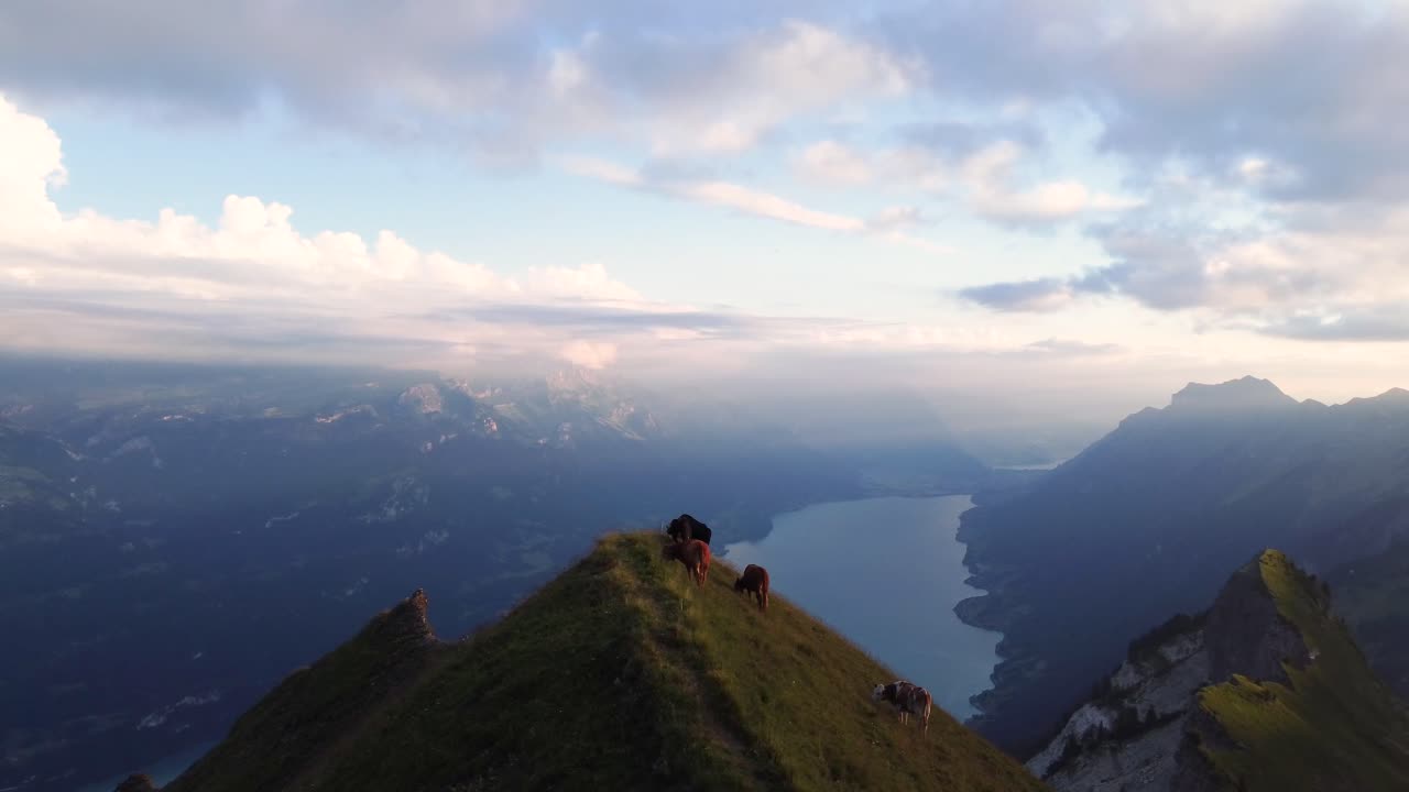 En gruppe køer står på toppen af et bjerg i Schweiz og græsser med udsigt over Brienzersee ved solnedgang