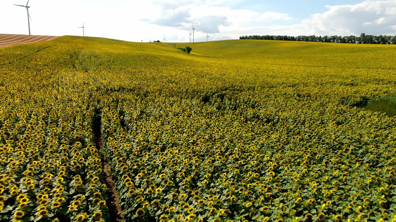 avión no tripulado volando sobre vastos campos de girasol en verano