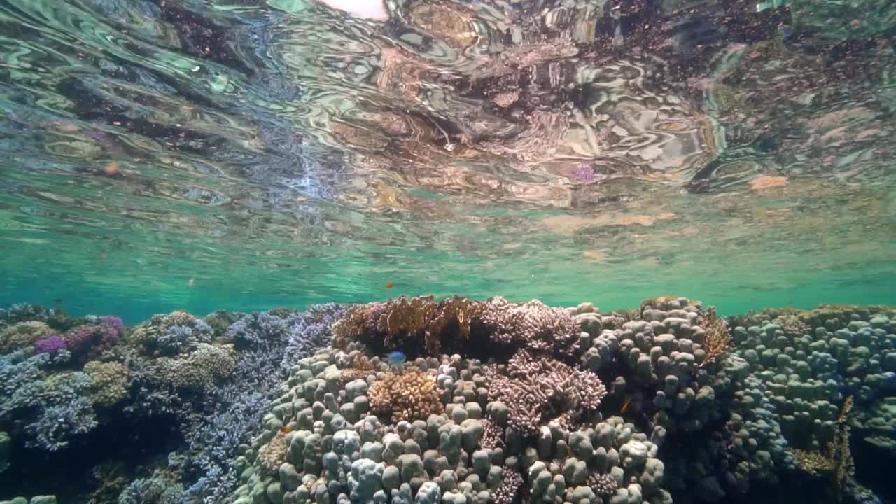 justo debajo de la superficie reflejo del espejo de arrecifes de coral poco profundos saludables en cámara lenta