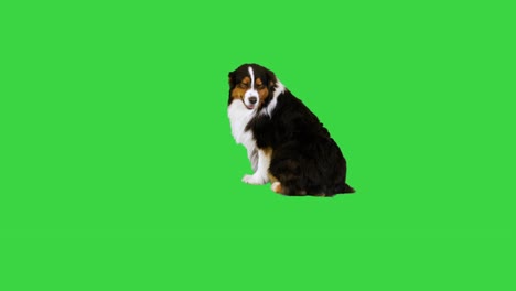 australian shepherd sitting and turning around on a green screen, chroma key