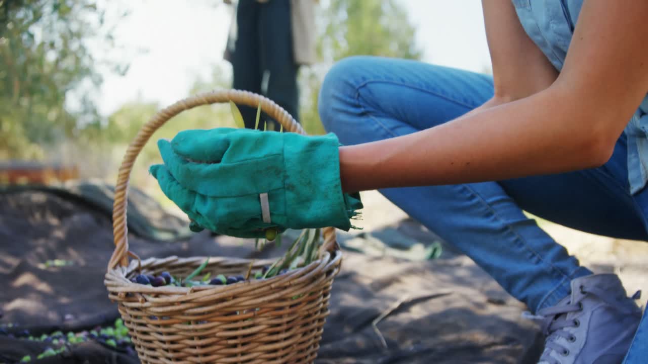 el agricultor pone las aceitunas cosechadas en una canasta de mimbre 4k
