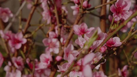 close up of pink cherry blossoms in summer