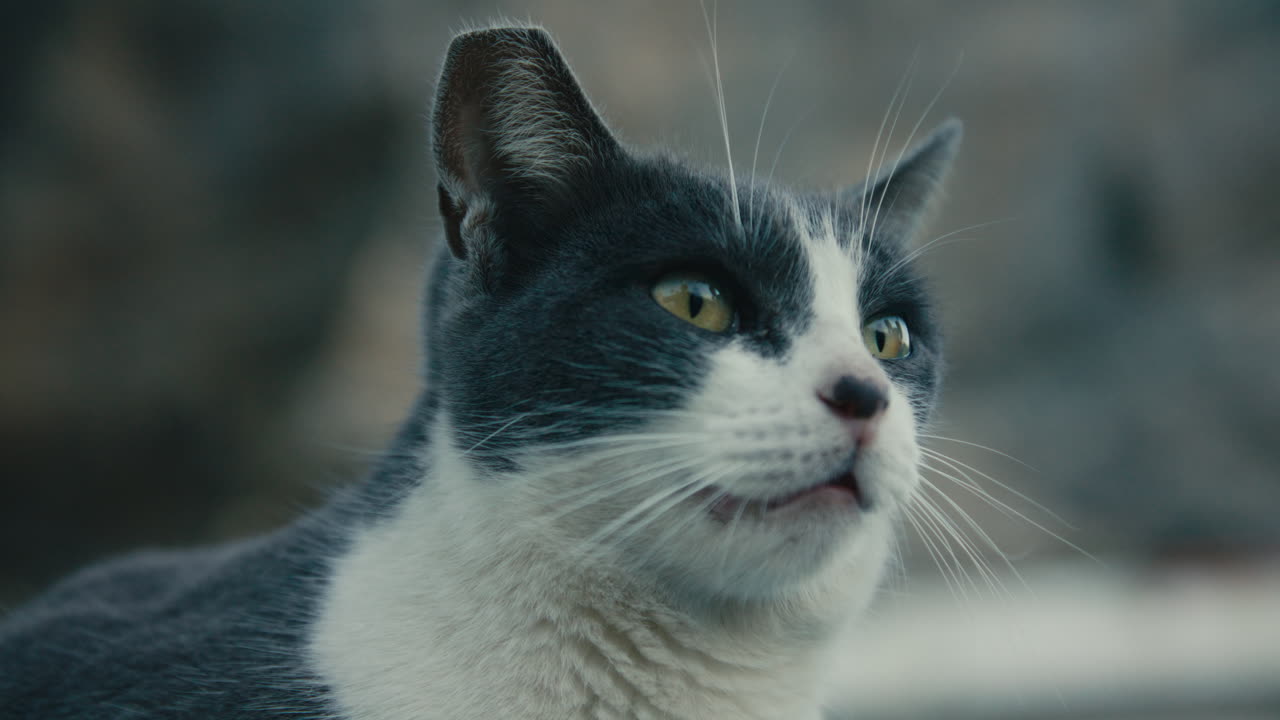 Primo piano ravvicinato e nitido di un gatto grigio e bianco che guarda in alto con intensi occhi gialli, dettagli fini dei baffi e profondità di campo ridotta.