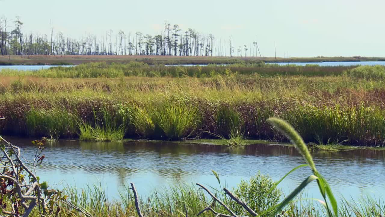 pantanos en la naturaleza protegida del refugio nacional de vida silvestre de blackwater, cambridge, maryland, estados unidos