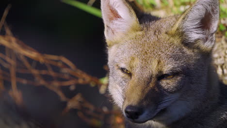 close-up of a south american fox