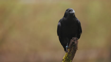 raven perched on a branch