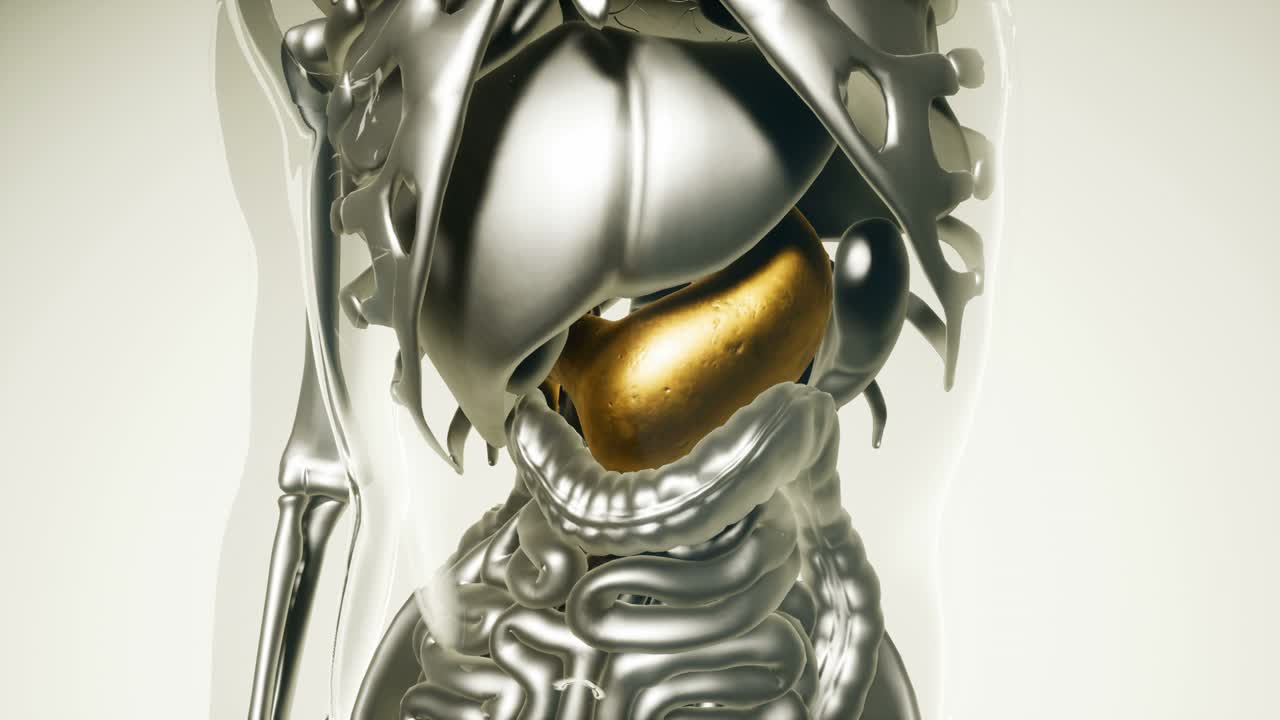 modelo de estómago humano con todos los órganos y huesos